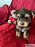 Gorgeous litter of yorkie puppies