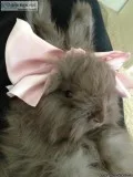 English Angora Bunnies - Pedigreed - Show or Exceptional pets