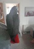 Talking African Grey Parrots.