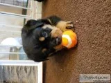 3 Female Rottweiler Puppies Left