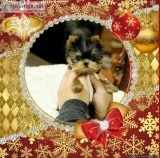 Amazing Tea Cup Yorkie Pups Male and Female.