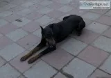 AKC European Doberman Pinscher