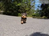AKC Male and Female Yorkshire Terrier
