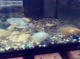 4Gaurmies 2 Dwarf Gaurmies and 2 crabs