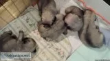 PUG PUPPY S