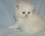Persian Brother and Sister Available