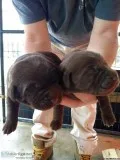 Labrador puppies