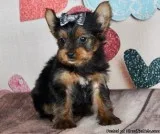 Great Personality Teacup Yorkshire Terrier Puppies 12 Weeks