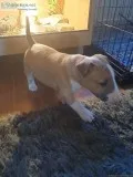 Stunning English Bull Terrier Puppies