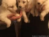 Kc Registered German Shepherd Puppies