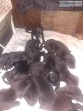 Mix lab puppies free