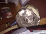 Shih tzu