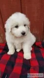 AKC Great Pyrenees