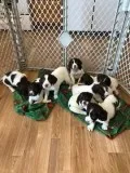 Akc English Springer Spaniel Pups