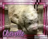 Chevelle Female Standard Poodle