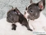 STUNNING TOP QUALITY FRENCH BULLDOG PUPPIES