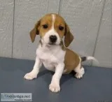 Roxy Female Toy Fox Beagle