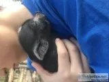 Tiny baby Potbelly pigs for sale