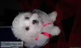 I have a Beautiful Shih poo for sale ready to go