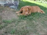 Dogue De Bordeaux Stud Service ((newark Oh))