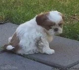 Outstanding Quality Shihtzu Small Puppies