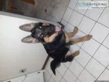 6 month old pure breed German shepard