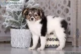 Alice Gorgeous Papillon