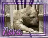 Nova Female Standard Poodle