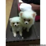 akc Pomeranian puppies