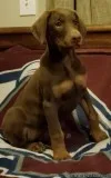 Uprising healthy Black-tanDusty red Doberman Pinscher pups