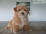 Scotty Male Poochon