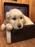 9 Akc Golden Retriever Puppies For Sale
