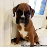 Boxer Puppies For Sale.