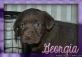 Georgia Female Labrador Retriever
