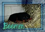 Boomer Male Rottweiler