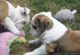 Bargain Chocolate Tan English Bulldog Puppies