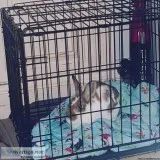 Rehoming female rabbit