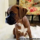 Lovely Boxer Puppies Available.