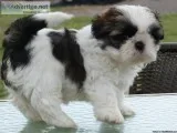 Outstanding Quality Shihtzu Small Puppies
