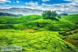 Enjoy your Honeymoon at Adventures Place in Munnar.