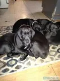 Doberdane puppies