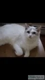 Rag Doll Cat