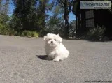 xw Awesome Maltese Puppies Available