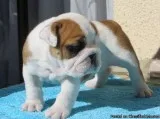 ckc English Bulldogs Available