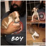 8 week old pitbull pups