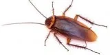 COCKROACH CONTROL TREATMENT (GELHERBAL TREATMENT)