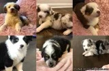 Australian Shepherd Puppy