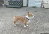 Looking for owner