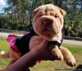 Cutest Chinese Shar-Pei puppies available