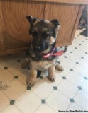 Household German Shepherd babies